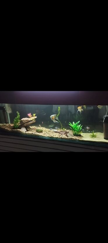 где купить собаку в баку: Dördbucaq akvarium, Balıqlarla birlikdə, 5 l