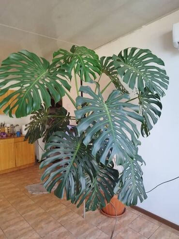 Комнатные растения: Монстера, высота примерно 2,5 метра находится в Сокулукском районе