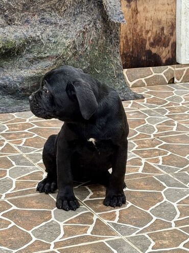 İtlər: Kane-Korso — 6