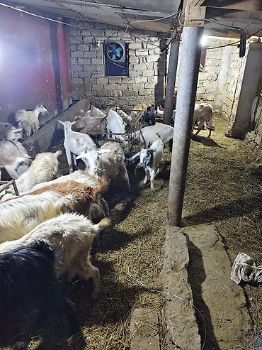 hunduşqa balası: Satış: yerli keçilər sürüsü Məhsul təsviri: - Şəkillərdə görünən — 4