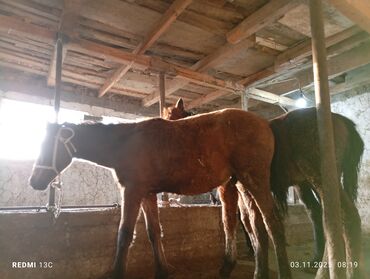 хохлатая собака: Продаю | Жеребенок | Рабочий