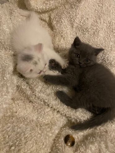 Pişiklər: Dişi, Ödənişli çatdırılma — 11