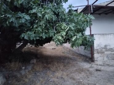 zabrat 1 kiraye ev: Bakı, Albalı, 1 kv. m, 2 otaqlı