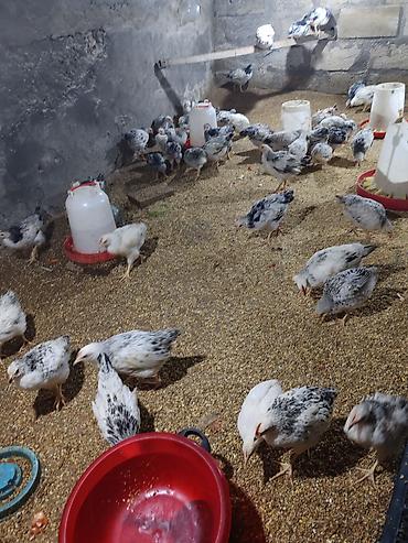 kirpi satisi: Təcili Satılır Serebris F6 colpaları 125 ədəd Colpa irili xırdalı 2 ay — 7