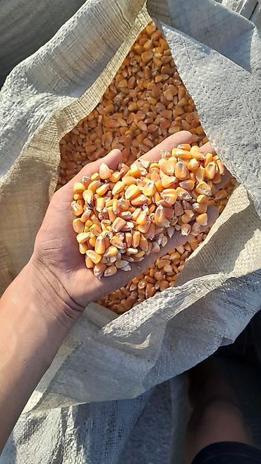 сидр самыны: Кукуруза в зерне, фасованная в мешки - Желтое сухое зерно, очищенное — 1