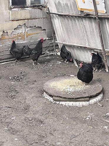 Куры, петухи: Продаю | Куры | Домашняя | Несушки — 2