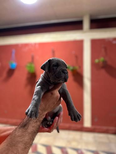 cane corso yavru: Kane-Korso, 1 ay, Erkək, Peyvəndli, Pulsuz çatdırılma — 1