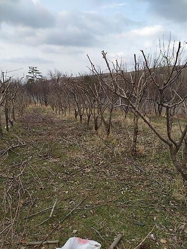 талас терек: Услуги садовника. делаю обрезку плодовых деревьев и кустарников — 6