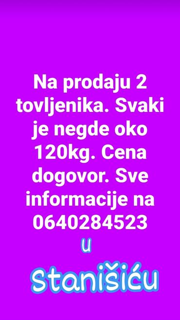 Domaće životinje: Tovljenici na prodaju u mestu Stanišić opština Sombor