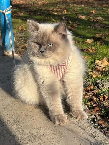 Pişiklər: Şotland uzun tüklü, Erkək, Cütləşmə üçün, Ünvandan götürmə — 11