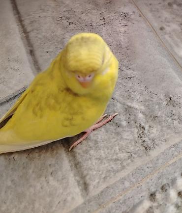 bala pisik sekilleri: Növ: Dalmatin naxışlı sarı-bənövşəyi tonlarda papuqay (büdcə — 2