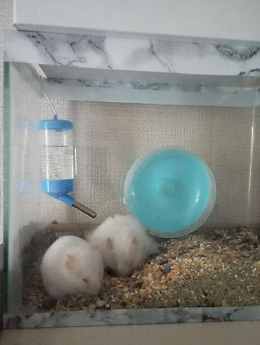 Зоотовары: Akvaryum tipli şüşə qəfəsdə iki ağ hamster komplekti. Xüsusiyyətlər — 1