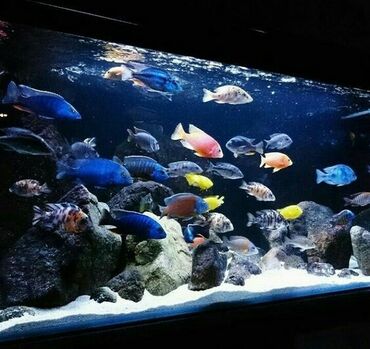 Рыбы: Обслуживание аквариумов.Акваскейпы,голландцы