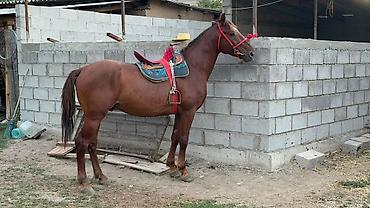 корейский тоджон: Продаю | Конь (самец) — 3