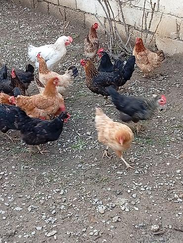 liqorin toyuqlari satilir: Məhsul: Yerli toyuqlarıdi gecen ilin fereleridi yumurtuya düşüblər — 4