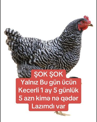 Тарелки: Курица, Для яиц, Самовывоз, Платная доставка, Доставка в районы