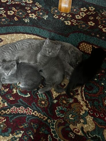 серые коты: Срочно в добрые руки 2 девачки одна серая другая черная