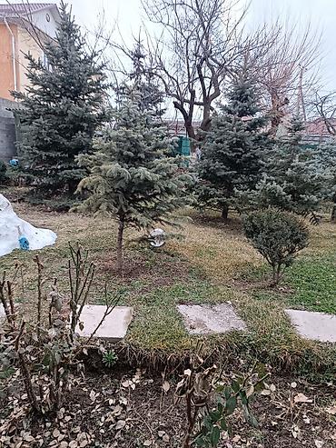 Ель: Ели для озеленения участка - Породные хвойные деревья с плотной — 1