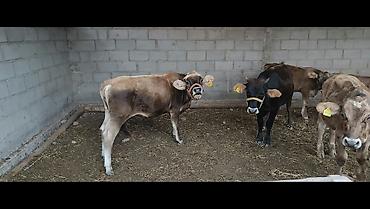 Коровы, быки: Продаю | Бык (самец) | На откорм — 6