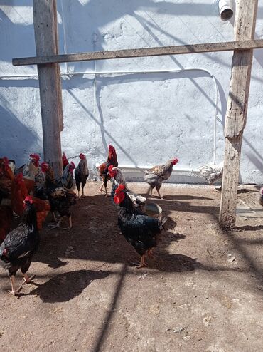 Digər quşlar: Kuban ördəyi hamsı erkəydı ətlik. Kənd beçəsi hamsı xoruzudu sağlam — 8