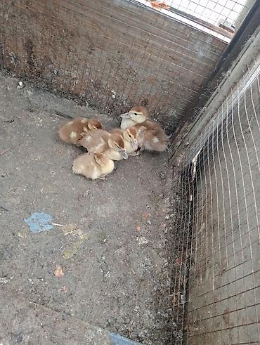 qaz ve ordek satisi: Ördəkler ve qaz hamisi satilir.Boyukden kiciye qiymetler ferqlidi.Tam — 7