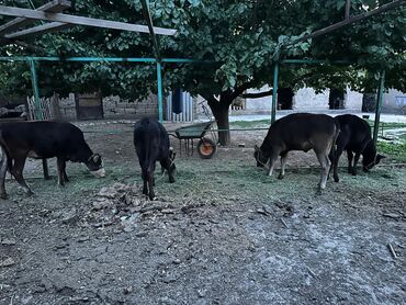продаются щенки немецкой овчарки: 3 ургаачы 1 эркек торпоктор сатылат Ургаачы торпоктор 55 минден