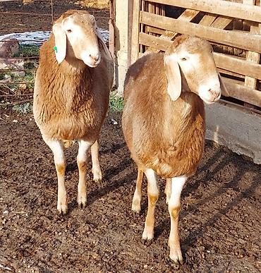 Баран, овца: Продаю | Ягненок, Баран (самец) | Для разведения | Племенные, Осеменитель — 12