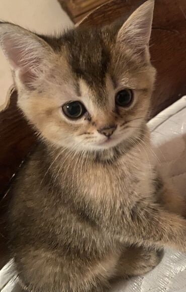 котята в баку бесплатно: Şinşilla, Dişi, Yaxşı əllərə, Ünvandan götürmə
