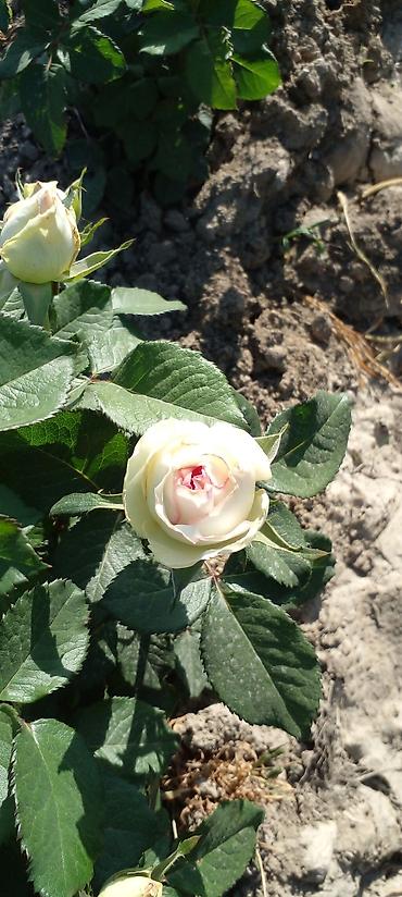 Другие товары для дома: Саженцы роз оптом — 13