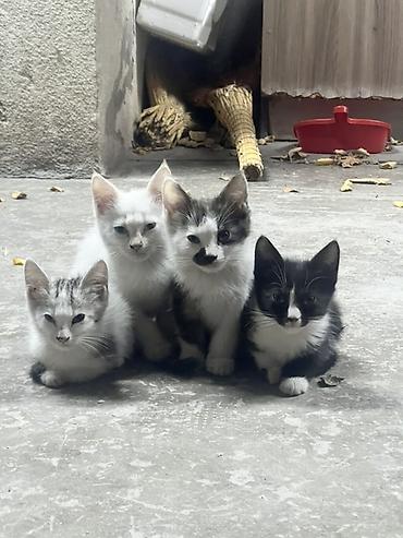Животные: Котята, помёт из четырёх малышей. Описание: - Окрас: белый — 7