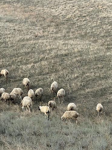 almaz qoyun: 129 baş qoyun satilir 1,2,3 qarin qoyunlar dir hamisi boğaz dir — 2