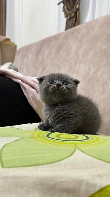 Кошки: Шотландская вислоухая — 4