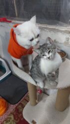 приют для кошек в баку: Şinşilla, Erkək, Yaxşı əllərə, Ödənişli çatdırılma