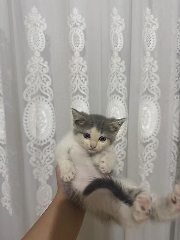 Pişiklər: Yaxşı əllərə — 7