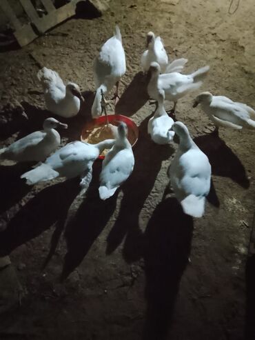 en yaxsi bugda sortu: Ağ rəngli ördək sürüsü - Növ: ağ yerli ördək (ətlik-yumurta