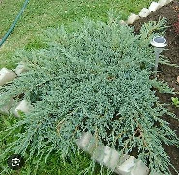 Другие фруктовые и ягодные растения: Плодово-ягодный питомник — саженцы всех видов. Большой выбор — 12