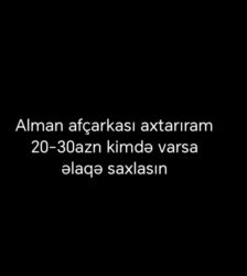 afçarka balaları: Alman çoban iti