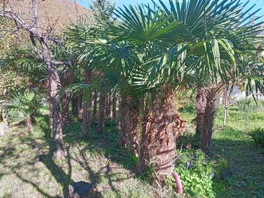 Ağaclar: Məhsul: Bağ və landşaft üçün dekorativ palma və iynəyarpaq — 6