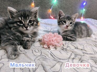 порода собак чау чау цена: 1 айлык, Эркек, Аргын, Лотокко барууга үйрөтүлгөн
