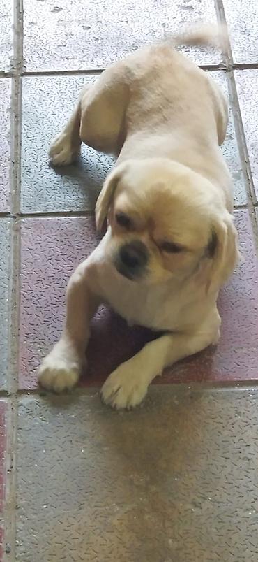 Pekines, Peyvəndli