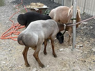 Баран, овца: Продаю | Баран (самец) | Арашан at lalafo.kg — 16 Баран, овца: Продаю | Баран (самец) | Арашан — 16