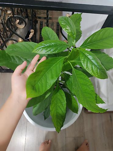 avocado косметика: Авокадо (Persea americana) в горшке - Домашний саженец авокадо с — 1