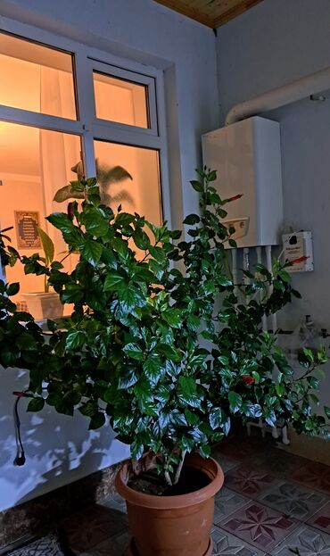 Çöl bitkiləri: Böyük ölçülü Hibiskus (Çin qızılgülü) – dibçəkdə - Bitki növü