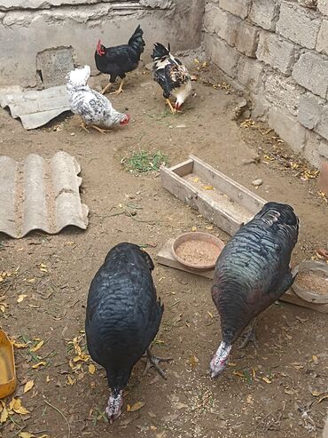 Hinduşka: Dişi, Damazlıq -da lalafo.az — 1 Hinduşka: Dişi, Damazlıq — 1