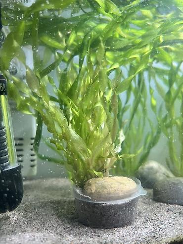 аквариум с рыбами: 🌿 ПРОДАЮ АКВАРИУМНОЕ РАСТЕНИЕ 🌿 11 пучков в горшочках 🪴 Растения — 1