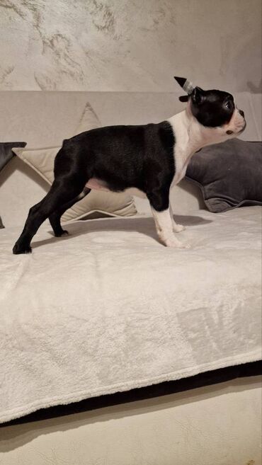 Psi: Na prodaju štenci rase BOSTON TERIJER, prekrasnih, zdravih roditelja na lalafo.rs — 13 Psi: Na prodaju štenci rase BOSTON TERIJER, prekrasnih, zdravih roditelja — 13