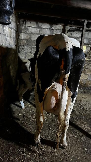 alpin keçisi satanlar: Salam 2 ci balasıdı erkəydi 30 l süd verir Heyvan saray — 1