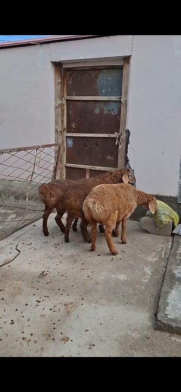 keci pendiri qiyməti: Qoyunlar – 3 baş, ətlik/südlük yerli cins - Rəng: açıq-sarı və tünd — 9