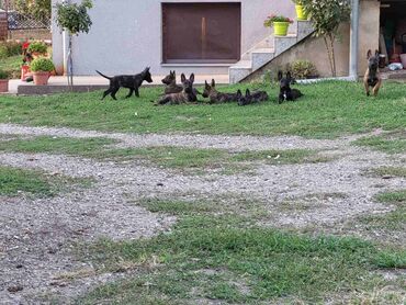 Psi: Na prodaju prelepi štenci Holandskog ovčara, oštenjeni 31.07.2024.god na lalafo.rs — 2 Psi: Na prodaju prelepi štenci Holandskog ovčara, oštenjeni 31.07.2024.god — 2