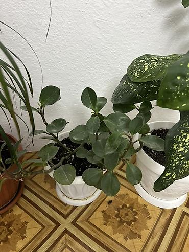 Антуриумдар: Комнатные растения в кашпо: 1) Антуриум (Anthurium andreanum) - — 9